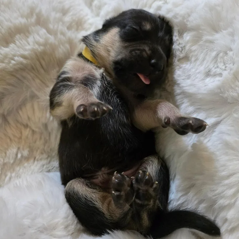 Nacho thumbnail 3