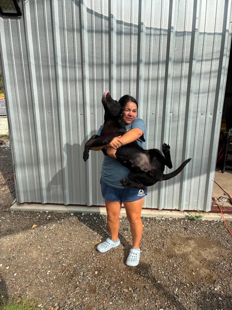 A young medium-sized male Black Labrador Retriever dog named Hulk for adoption in Gregory, TX