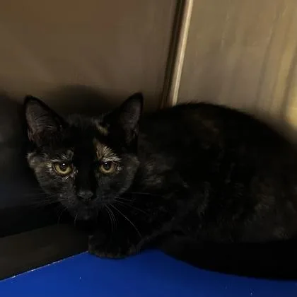 A baby small-sized female Domestic Short Hair cat named Jackie for adoption in Merriam, KS