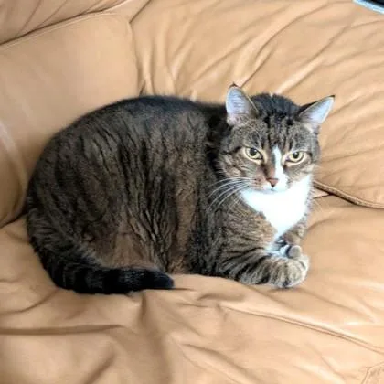 An adult extra large-sized female Domestic Short Hair cat named Bell for adoption in Washington, DC