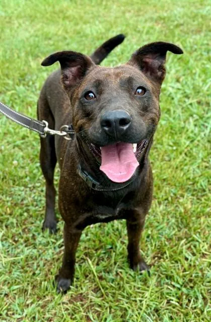 A young medium-sized female American Staffordshire Terrier dog named Kilavea for adoption in York, SC