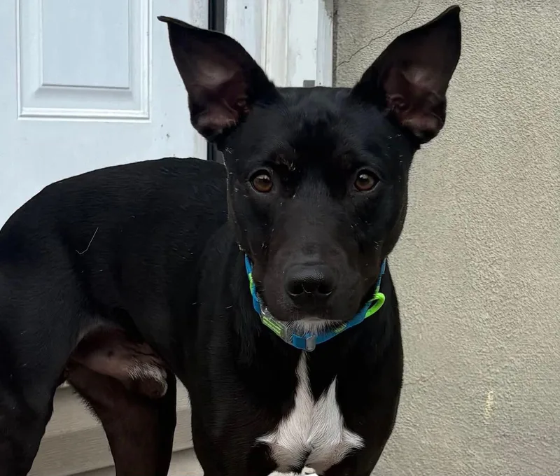 A young medium-sized male Black Feist dog named Oliver for adoption in Ozone Park, NY