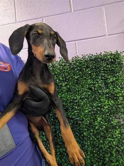 A baby large-sized female Doberman Pinscher dog named 61764057 for adoption in El Paso, TX
