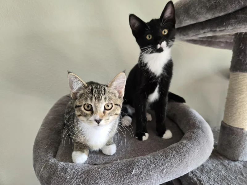 A baby medium-sized female Domestic Short Hair cat named Megatron and Oreo for adoption in Pasco, WA