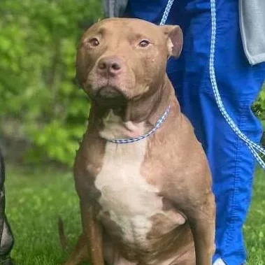 An adult large-sized female Mixed Breed dog named Coco Courtesy Listed for adoption in Midland, MI