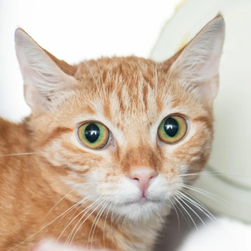 A young small-sized female Orange / Red Domestic Short Hair cat named Lola for adoption in Middletown, RI