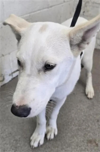A baby medium-sized male Pit Bull Terrier dog named Holder for adoption in San Bernardino, CA