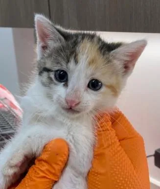 A baby small-sized female Domestic Medium Hair cat named Mel for adoption in Baytown, TX