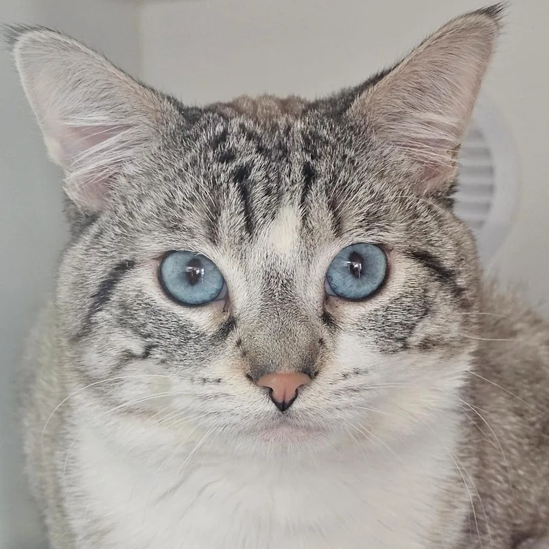 A young medium-sized male Domestic Short Hair cat named Jello for adoption in Shoreline, WA