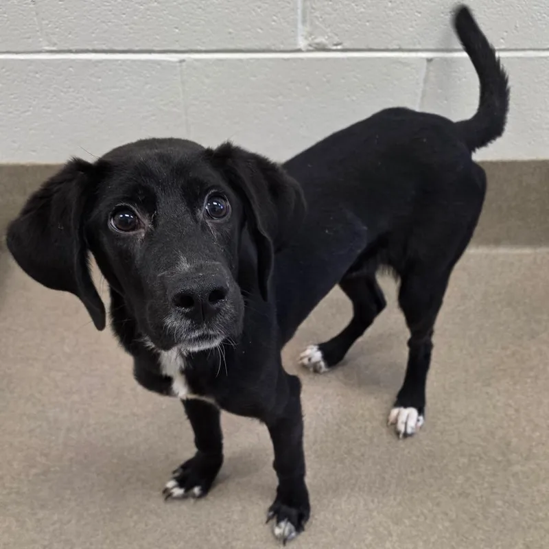 A young medium-sized male Black Hound dog named Vinton for adoption in Chatham, VA
