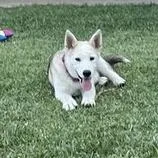 A baby medium-sized female Gray / Blue / Silver Mixed Breed dog named Clover for adoption in Hemet, CA