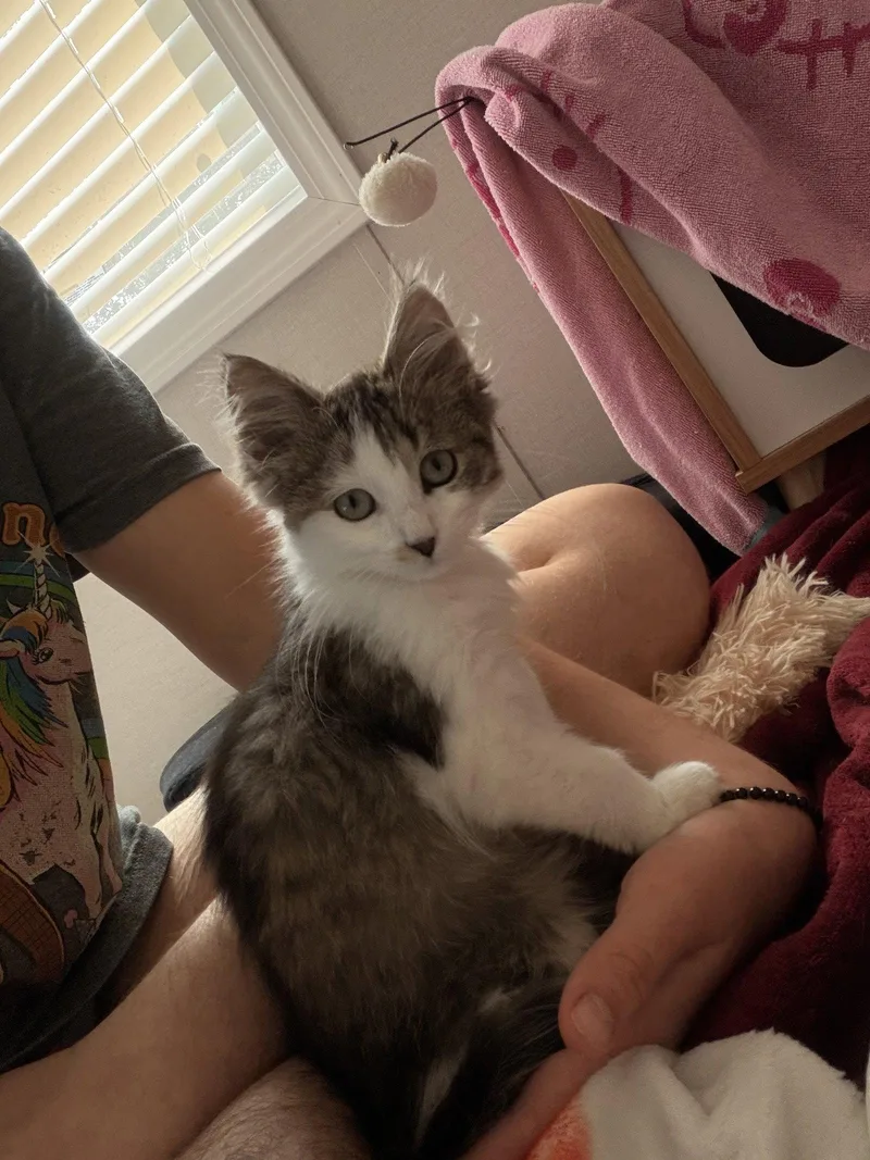 A baby medium-sized male Domestic Medium Hair cat named Shrimp for adoption in Walled Lake, MI