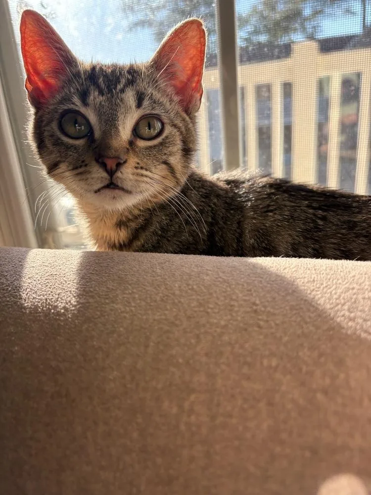 Josh Allen thumbnail 2