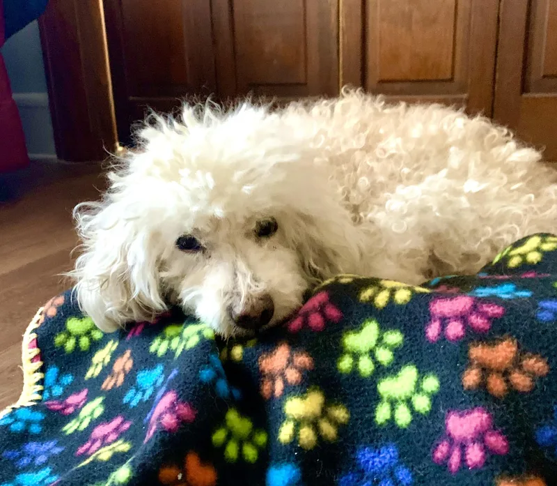 A senior small-sized female Poodle dog named Daisy for adoption in Warren, NJ