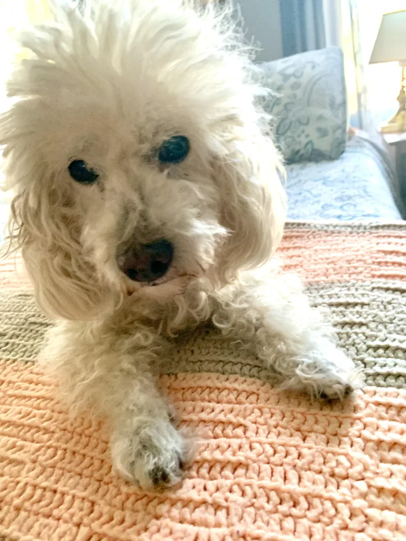 Daisy thumbnail 2