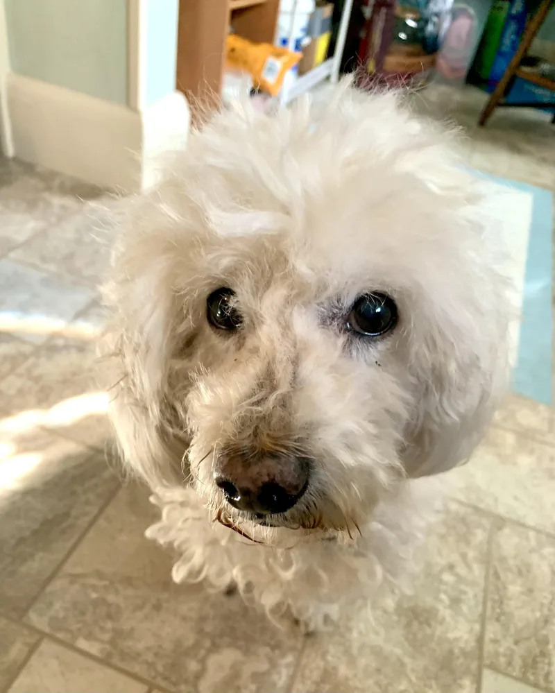 Daisy thumbnail 4