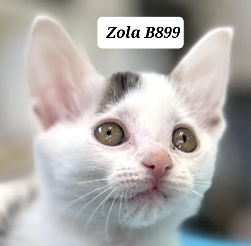 A baby medium-sized female Black Domestic Short Hair cat named Zola for adoption in Morganton, NC