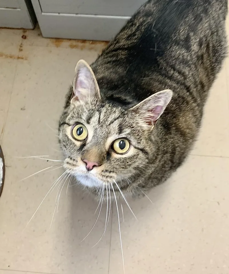 A senior large-sized male Domestic Short Hair cat named Josey for adoption in Berlin, MD