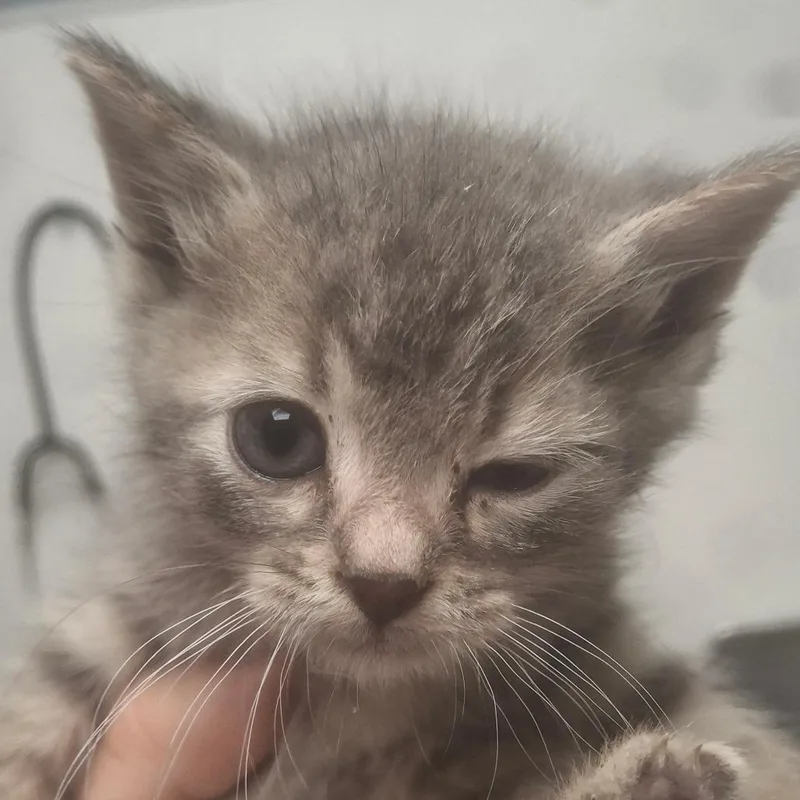 A baby small-sized female Gray / Blue / Silver Domestic Short Hair cat named Brie for adoption in Birmingham, AL