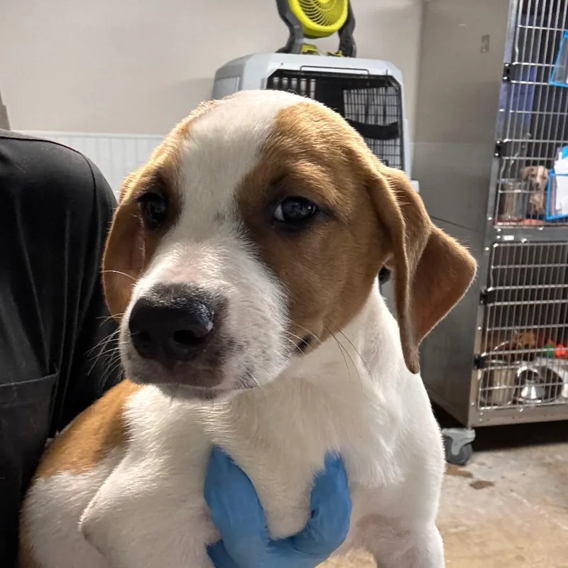 A baby medium-sized female Hound dog named Fern for adoption in Tampa, FL