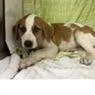 Fern thumbnail 2