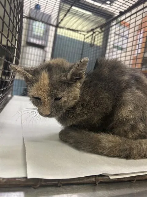 A baby small-sized female Domestic Short Hair cat named Reesie for adoption in Miami, FL