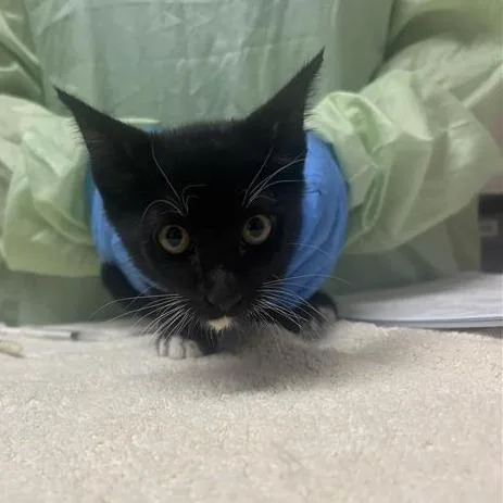 A baby small-sized male Domestic Short Hair cat named Pajamas for adoption in Tempe, AZ