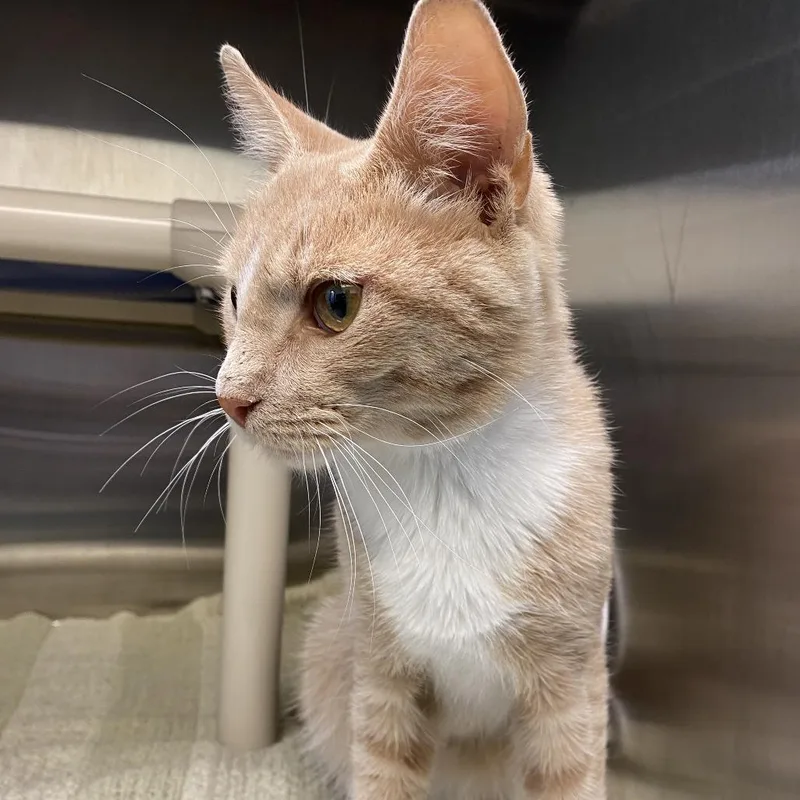 A young medium-sized male Orange / Red Domestic Short Hair cat named Leonardo for adoption in Philadelphia, PA