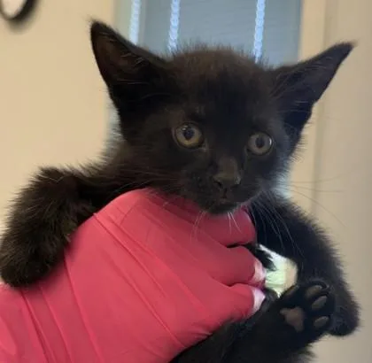 A baby small-sized female Domestic Short Hair cat named Mavis for adoption in Lafayette, IN