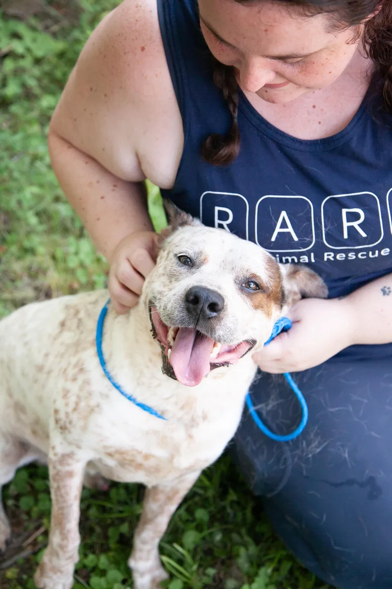 An adult medium-sized male Australian Cattle Dog / Blue Heeler dog named Guppy for adoption in Franklin, TN