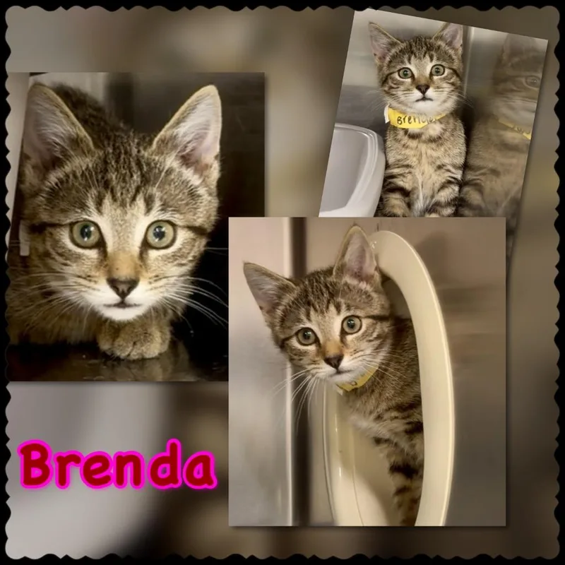 Brenda