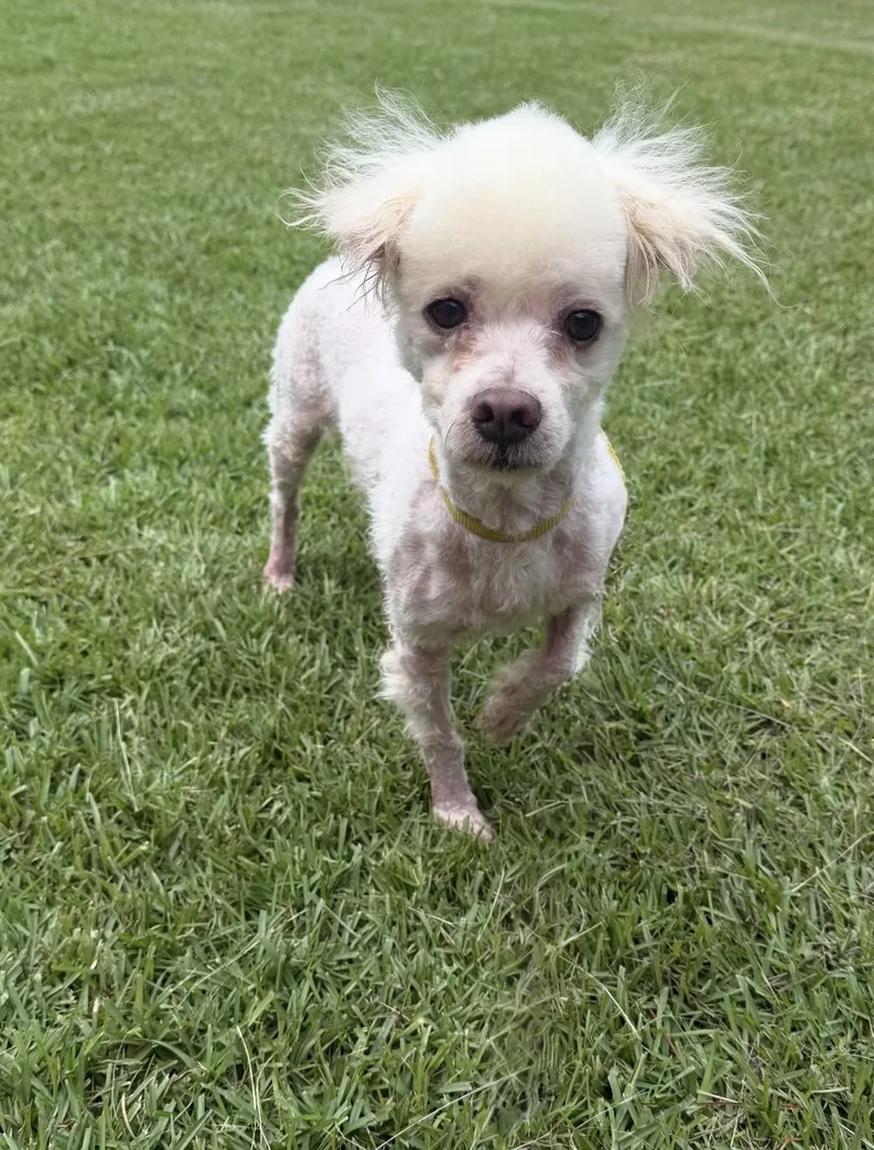An adult small-sized male Poodle (Toy) dog named Rags for adoption in Douglas, GA