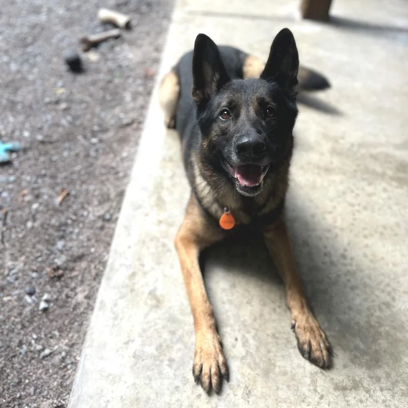 An adult large-sized male Black German Shepherd Dog dog named Walker for adoption in New Ringgold, PA
