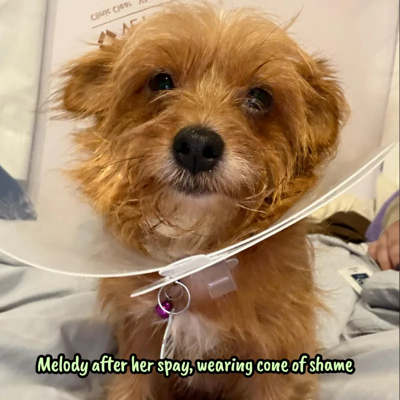 An adult small-sized female Golden Yorkshire Terrier dog named Melody for adoption in Glendora, CA