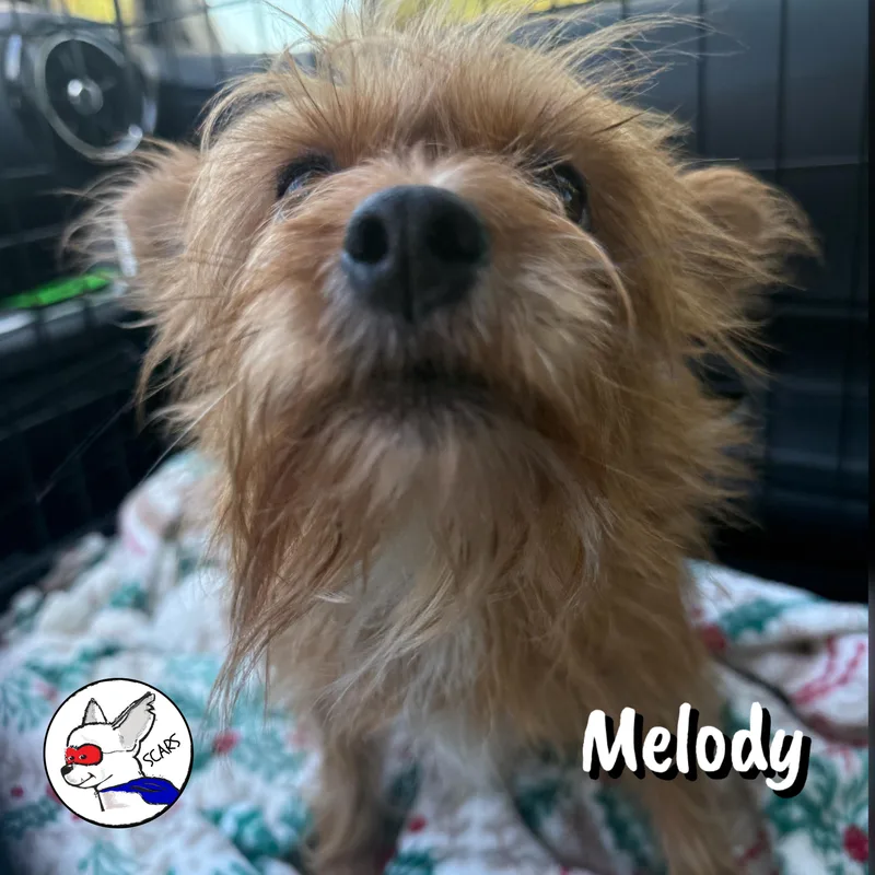 Melody thumbnail 2