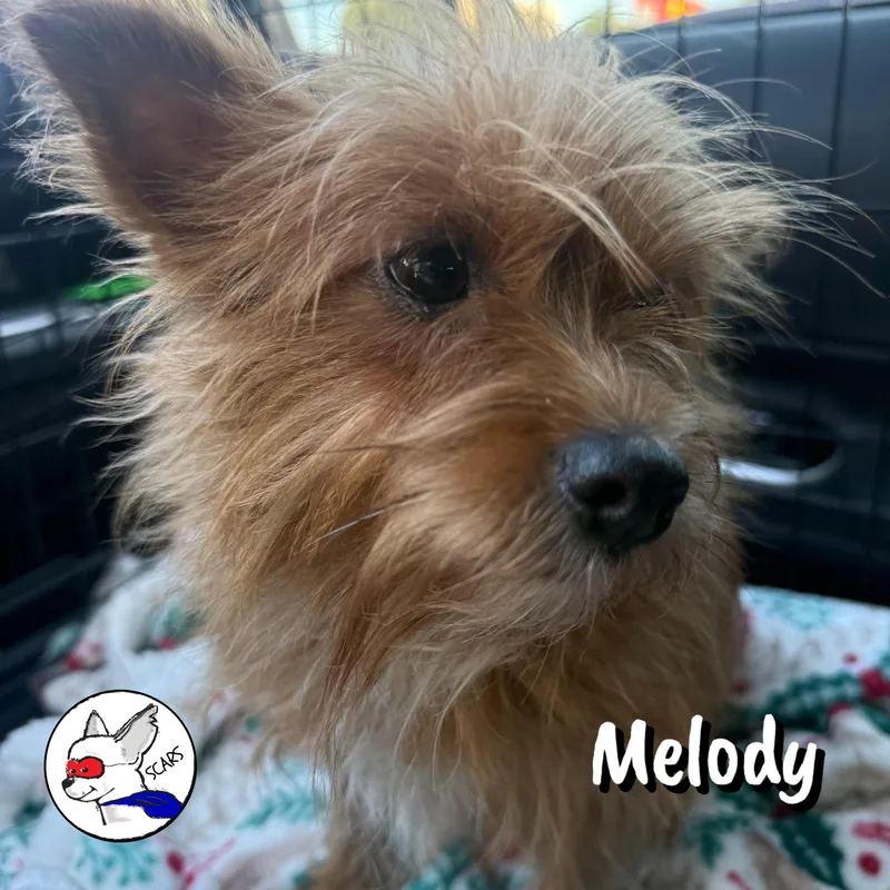 Melody thumbnail 3