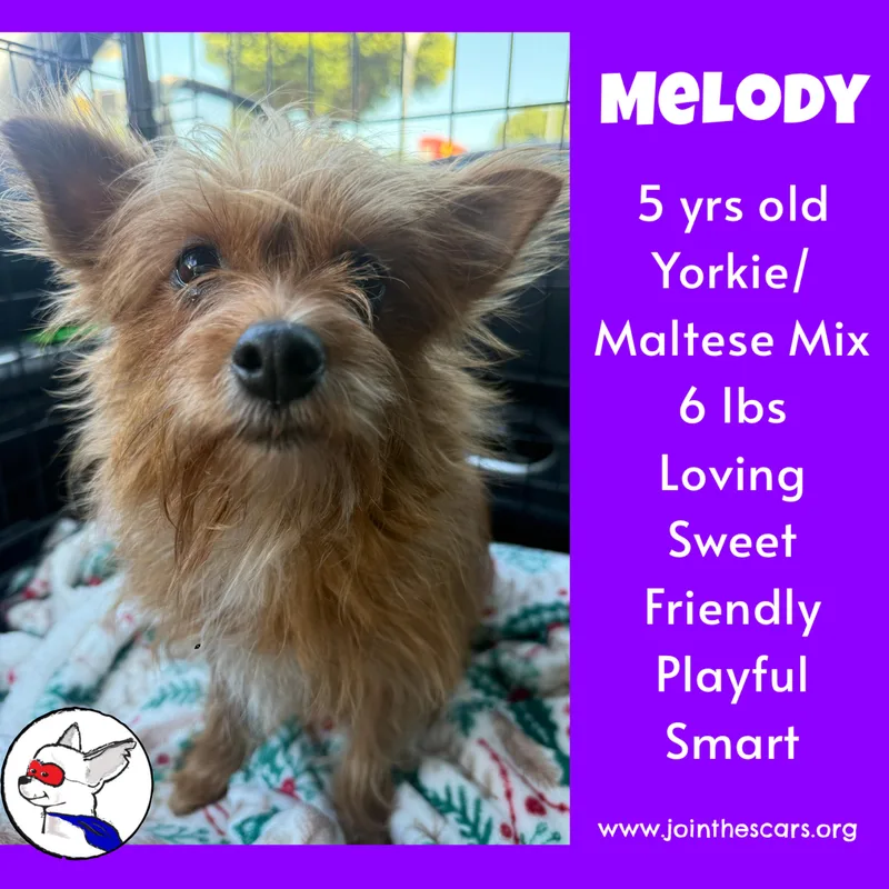 Melody thumbnail 6