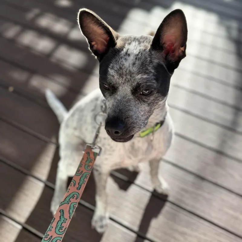 A young medium-sized female Australian Cattle Dog / Blue Heeler dog named Brisbane for adoption in Liverpool, TX