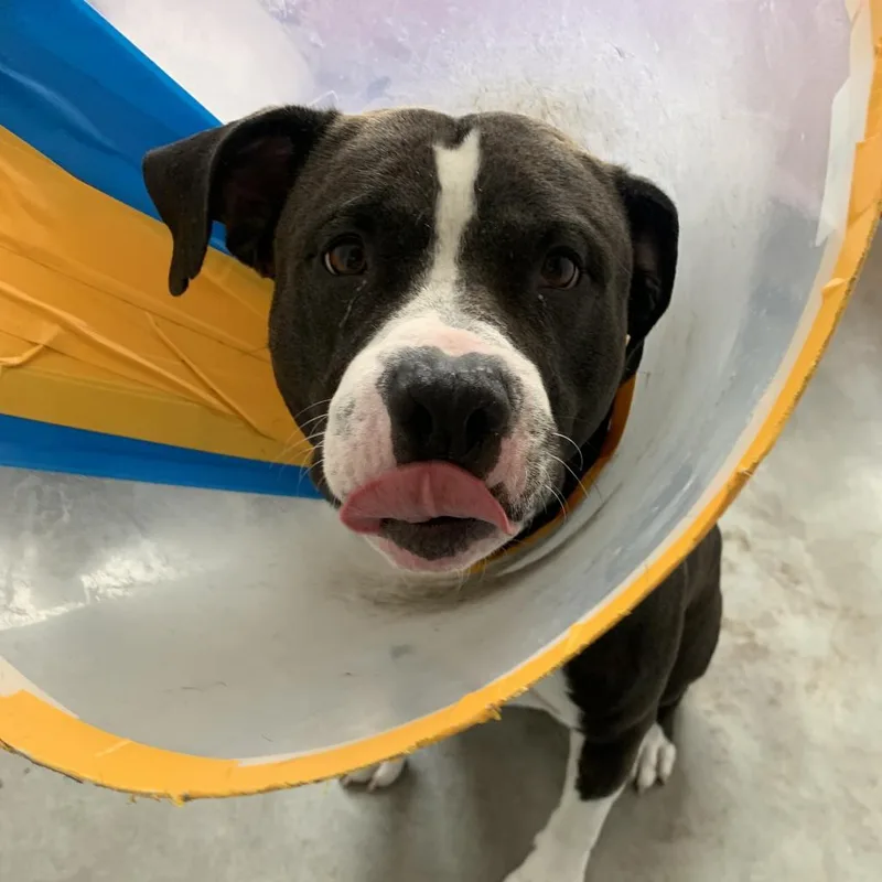 An adult large-sized male Black Pit Bull Terrier dog named Dr. Zeus for adoption in Pittsburgh, PA