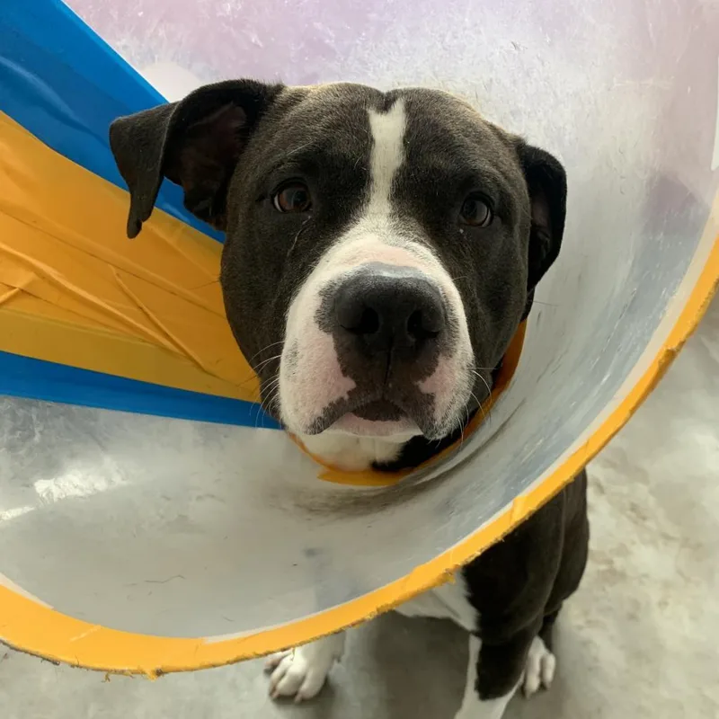 Dr. Zeus thumbnail 2