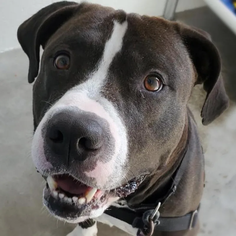 Dr. Zeus thumbnail 4