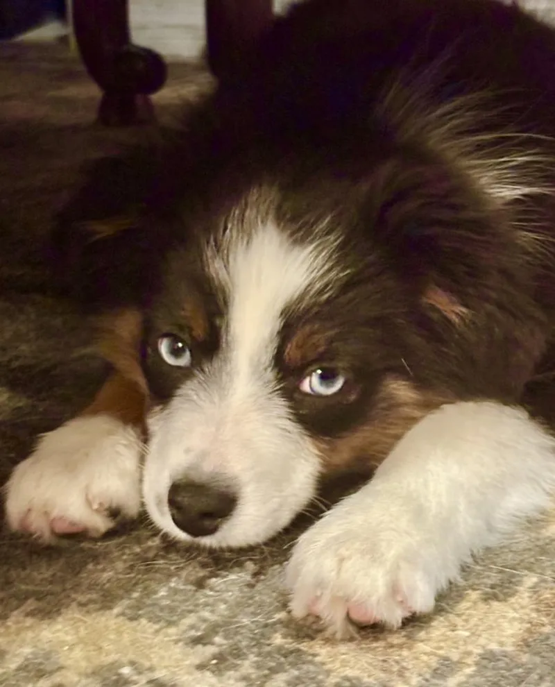 An adult small-sized female Tricolor (Brown, Black, & White) Australian Shepherd dog named Sookie for adoption in Wolcott, CT