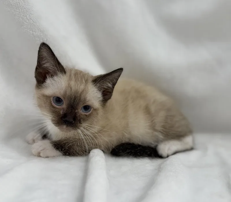 A baby medium-sized female Cream Point Siamese cat named Avalon for adoption in Greensboro, NC