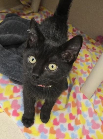 A baby small-sized male Domestic Short Hair cat named Chilli Cheese Hotdog for adoption in East Brookfield, MA