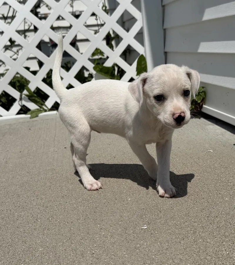 A baby medium-sized male White / Cream Labrador Retriever dog named Delaware : Dover for adoption in Aurora, IN