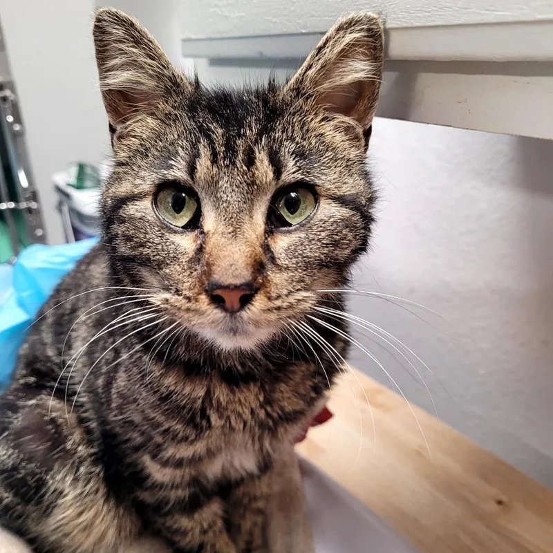A young medium-sized female Domestic Short Hair cat named Drizzella for adoption in Allyn, WA