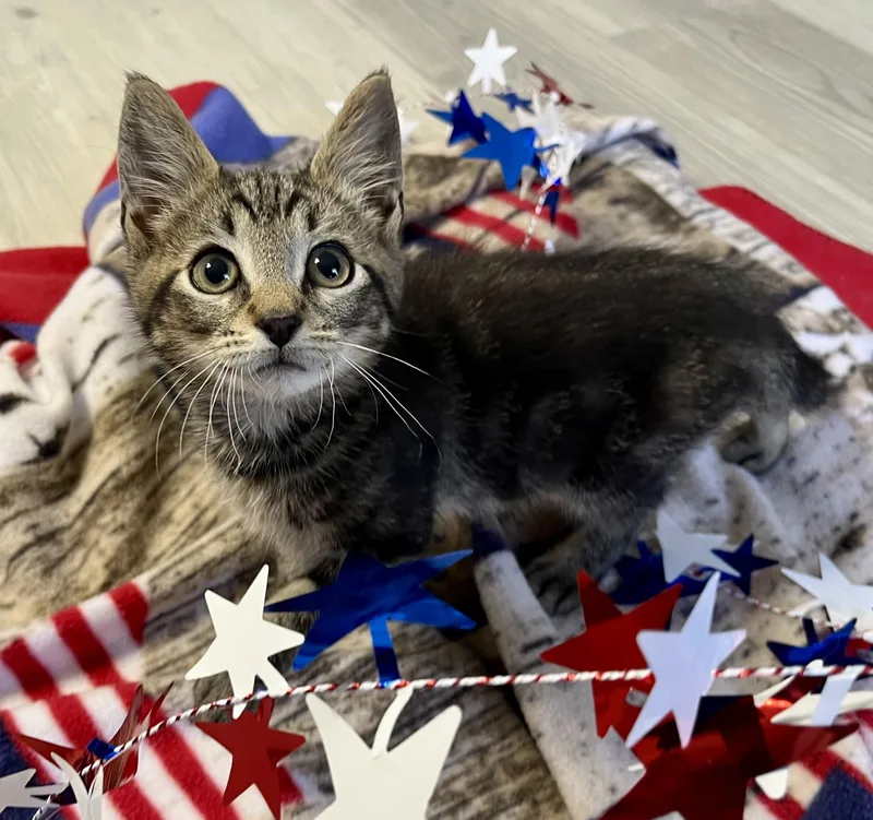 A baby medium-sized male Tabby (Brown / Chocolate) Domestic Short Hair cat named Buttons for adoption in Rocky Hill, CT