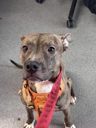 An adult medium-sized female Mixed Breed dog named Sheba for adoption in West Chester, PA