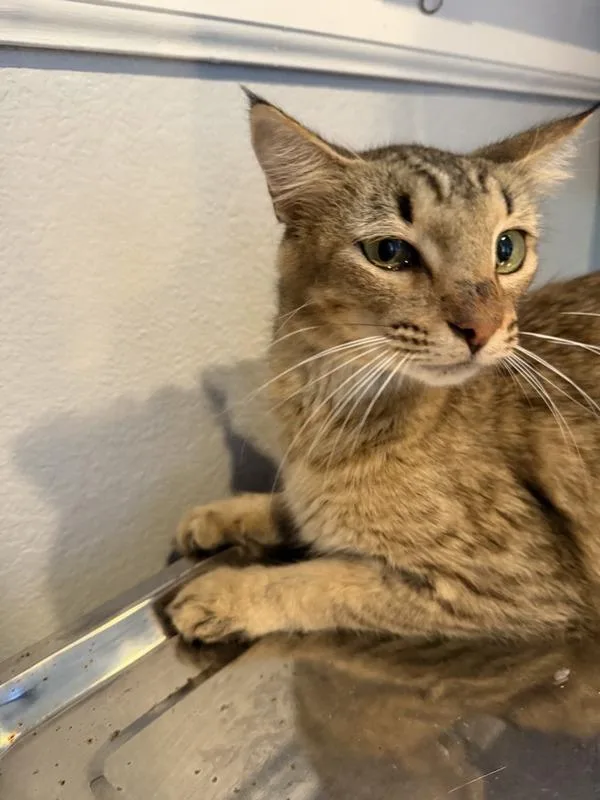 An adult small-sized female Domestic Short Hair cat named Siren for adoption in Austin, TX
