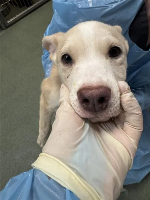 A baby small-sized male Mixed Breed dog named Niall for adoption in Santa Fe, NM